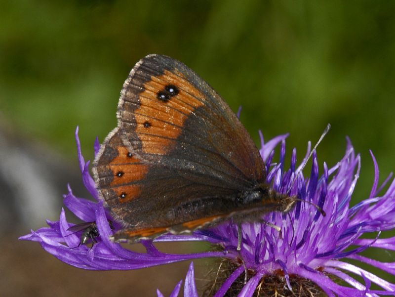 Una Erebia un poco strana - Erebia montana